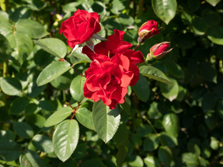 bush of red roses. in natural habitat. background.