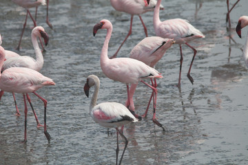 Flamingos in the Sea, Walvis Bay, Namibia, Africa