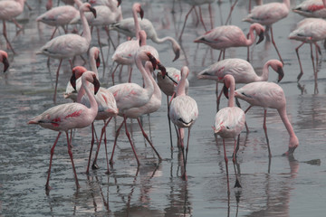 Flamingos in the Sea, Walvis Bay, Namibia, Africa