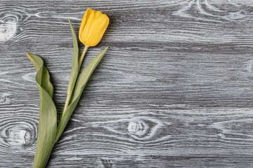 Yellow tulip on a gray old wooden table