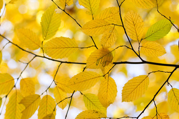 yellow autumn tree, close-up