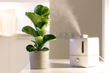 Air humidifier on the table at home, water steam direction to a houseplant - Ficus lyrata. Ultrasonic technology, comfortable living conditions, moisture increase in the apartment.  - obrazy, fototapety, plakaty