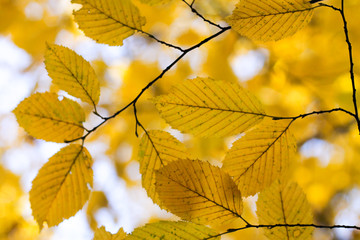 Fototapeta premium yellow autumn tree, close-up