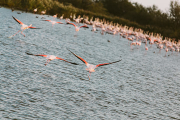 Great pink flamingos flying over a lake in La Camargue wetlands, France