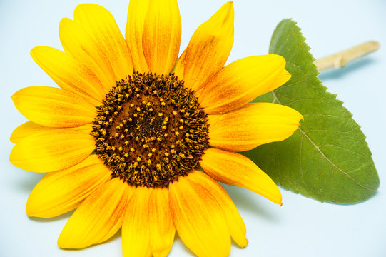 sunflower. isolated on blue background.
