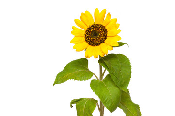 sunflower. one. isolated on white background. place for inscription.