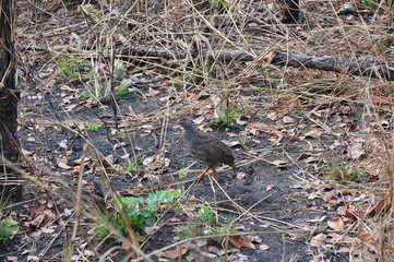 The African Birds. Tanzania