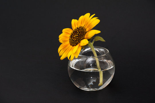 sunflower in vase of water. isolated on black background.