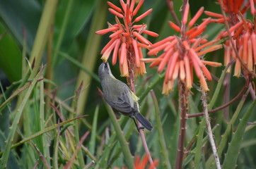 The African Birds. Tanzania