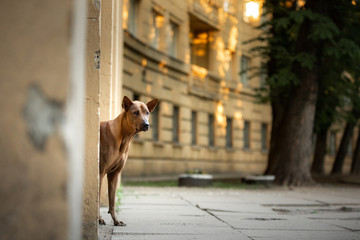 dog peeking out from behind the wall in urban architecture. Thai ridgeback in the city
