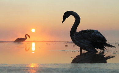 swans at sunset on the ice