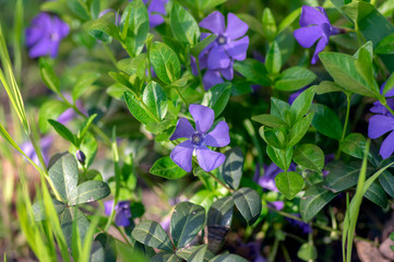 Vinca minor lesser periwinkle ornamental flowers in bloom, common periwinkle myrtle flowering plant, creeping flowers