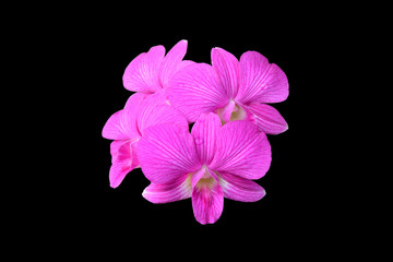 Pink orchid flower isolated on black background.