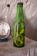 Snake in a bottle