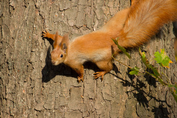 Red squirrel 
