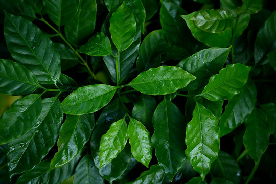 Coffee leaves closeup at nursery plantation.