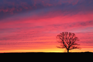 Obraz premium lonely tree at sunset against a background of pink sky