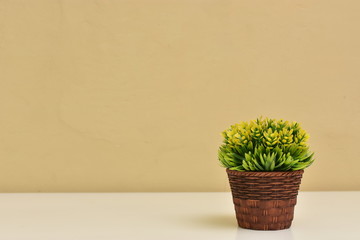 Maceta con planta sobre fondo beige