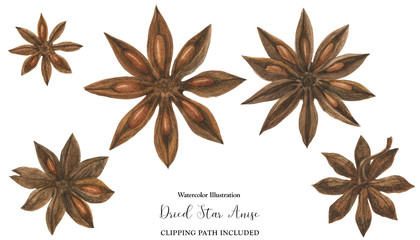 Dried Star Anise flowers, watercolor illustration