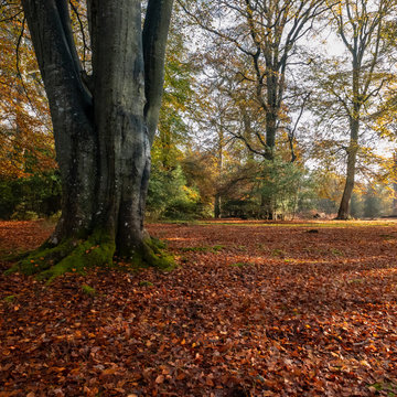 Autumn leaves fallen in the new forest  