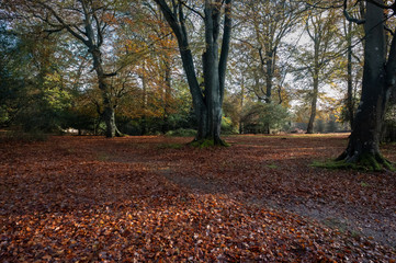 Autumn leaves fallen in the new forest  