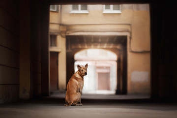 Dog in the city near grunge architecture. Thai ridgeback in the old center, authentic