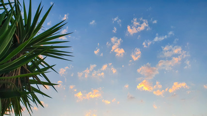 Green spiky palm tree leaves with nice sunset sky colored small clouds in the background 