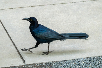 Common Grackle male