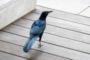 Common Grackle male