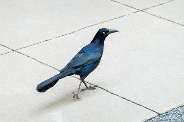 Common Grackle male