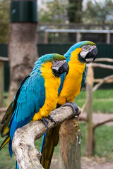 Macaw parrots on branches, blue yellow colorful parrots at the zoo.