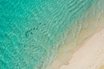 Aerial top down view of black tip sharks together in symbiosis with blue tuna swimming and hunting for a small fish in the early morning in the shallow tropical turquoise clear waters of exotic island