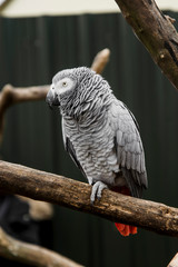 African grey parrot on a brunch at the zoo. Exotic, tropical bird.