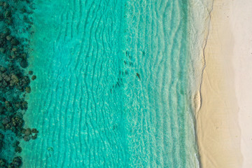 Aerial top down view of black tip sharks together in symbiosis with blue tuna swimming and hunting for a small fish in the early morning in the shallow tropical turquoise clear waters of exotic island