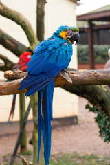 Macaw parrot on branches, blue yellow colorful parrots at the zoo.