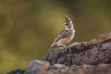 Thekla Lark - Galerida theklae breeds on the Iberian Peninsula, northern Africa, sub-Saharan Africa...