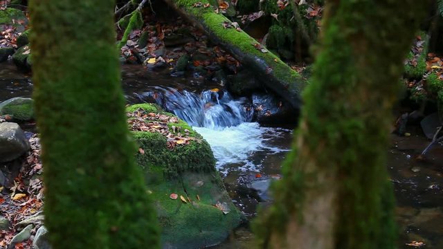 enchanted serene river stream in autumn forest schw&auml;bischer wald murrhardt germany