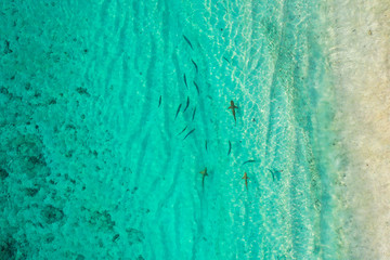 Aerial top down view of black tip sharks together in symbiosis with blue tuna swimming and hunting for a small fish in the early morning in the shallow tropical turquoise clear waters of exotic island