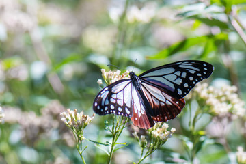 Chestnut Tiger butterfly