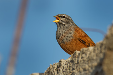 House bunting - Emberiza sahari  passerine bird in the bunting family Emberizidae, resident breeder of dry country from north-western Africa from Morocco south to Mali and east to Chad