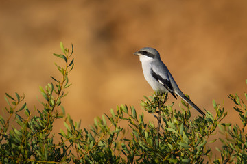 Great Grey Shrike - Lanius excubitor algeriensis or northern shrike in North America, large songbird family Laniidae, superspecies with its parapatric relatives, the Iberian grey shrike meridionalis