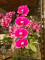 tropical flower market in Brazil