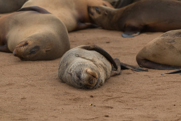 Cape fur seals, Cape cross, Namibia, Africa