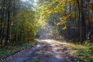 Beautiful rural road in sun beams in autumn forest in the morning. 