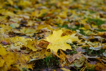 Beautiful yellow fallen maple leaves lie on the green grass close-up