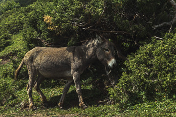 a donkey in the mountains, an animal in the zone of alpine meadows