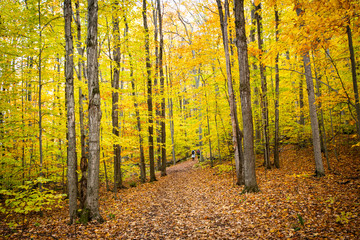 Beautiful forest with colorful autumn leaves in national park