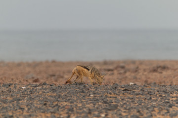 Blackbacked jackal, Cape cross, Namibia, Africa