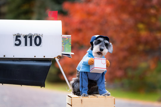 Little dog, miniature schnauzer dressed up in costume as letter carrier holding little package in front of US Mailbox.  Shallow depth of field with beautiful colorful trees. 