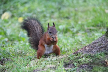 Naklejka na ściany i meble A red-brown squirrel with a bushy tail eats the extracted food
